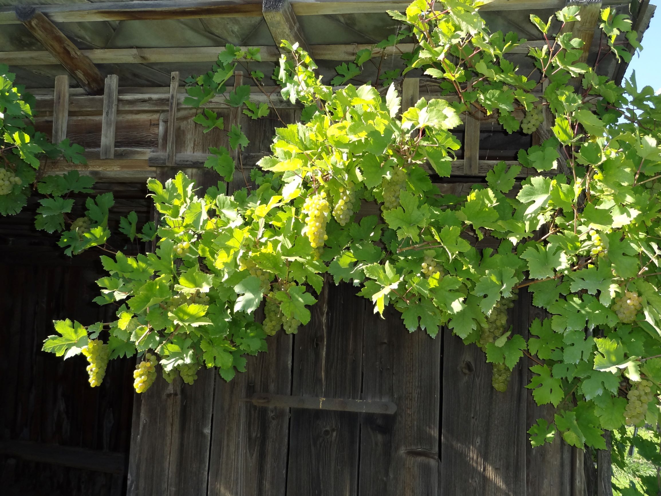 Vineyards
