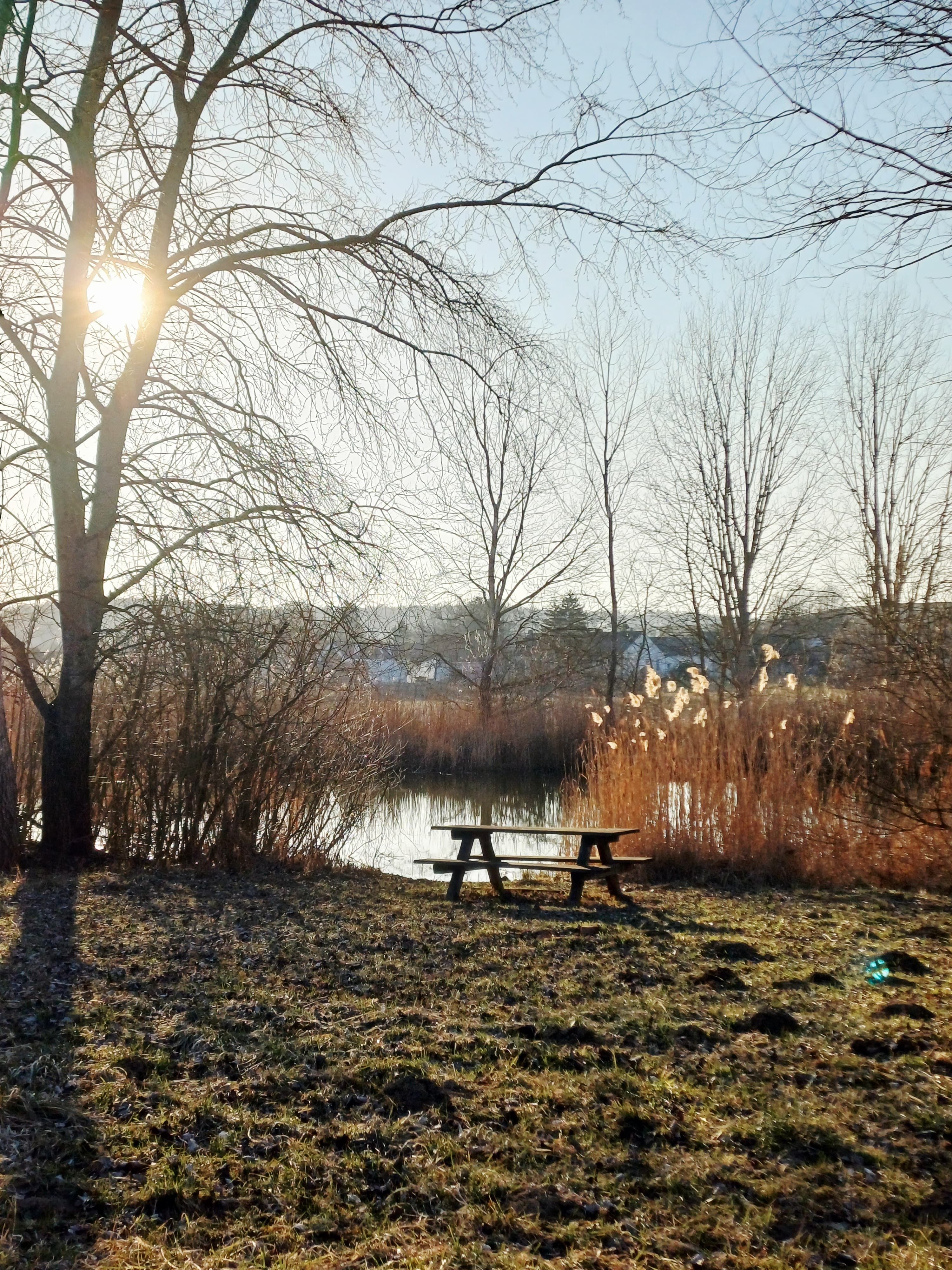 A picnic table stands on a meadow next to a pond, surrounded by bare trees and reeds. The sun shines through the branches.