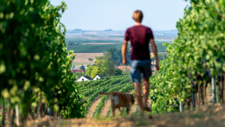 A person and a dog walk through a vineyard with a view of the landscape in the background.