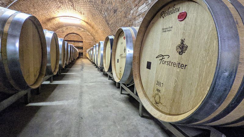 Barrel cellar with wooden barrels at the Forstreiter winery.