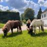 Ponys am Landhaus Aigner (1), © Landhaus Aigner