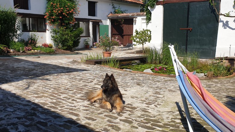 A dog lies on a paved patio next to a pond and a hammock.