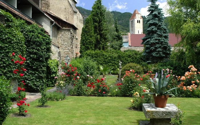A well-tended monastery garden with blooming roses, a lawn and an old stone wall in the background.