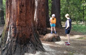 Two people are standing in front of huge redwood trees in the forest.