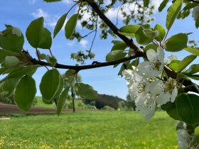 Bl&uuml;hende B&auml;ume entlang des Fr&ouml;schlauweges, &copy; Marktgemeinde Seitenstetten
