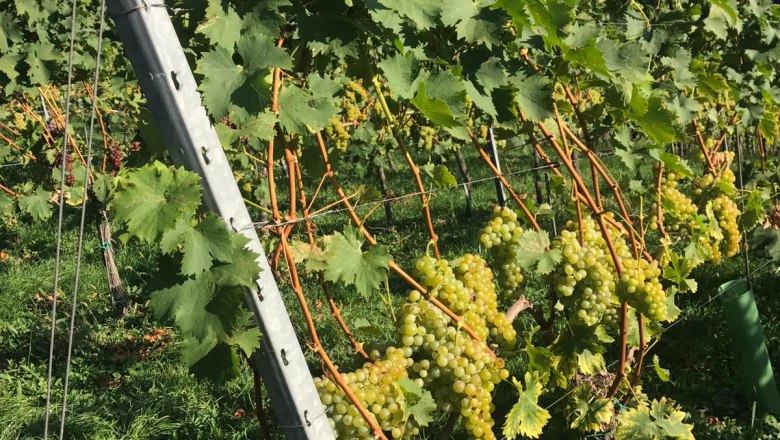 Landpension Gschwantner, &copy; Berta Gschwantner