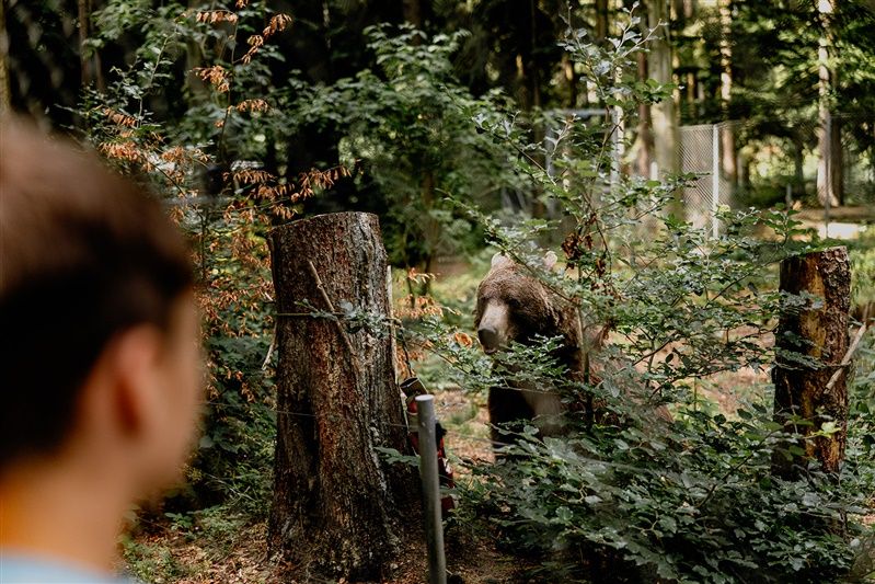 A bear behind bushes in the Arbesbach bear sanctuary, observed by a person in the foreground.