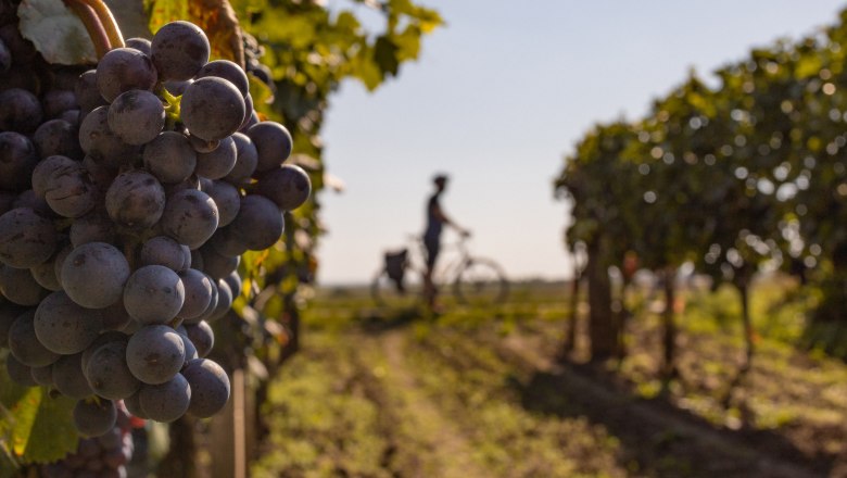 The vines always in view, © Franziska Consolati