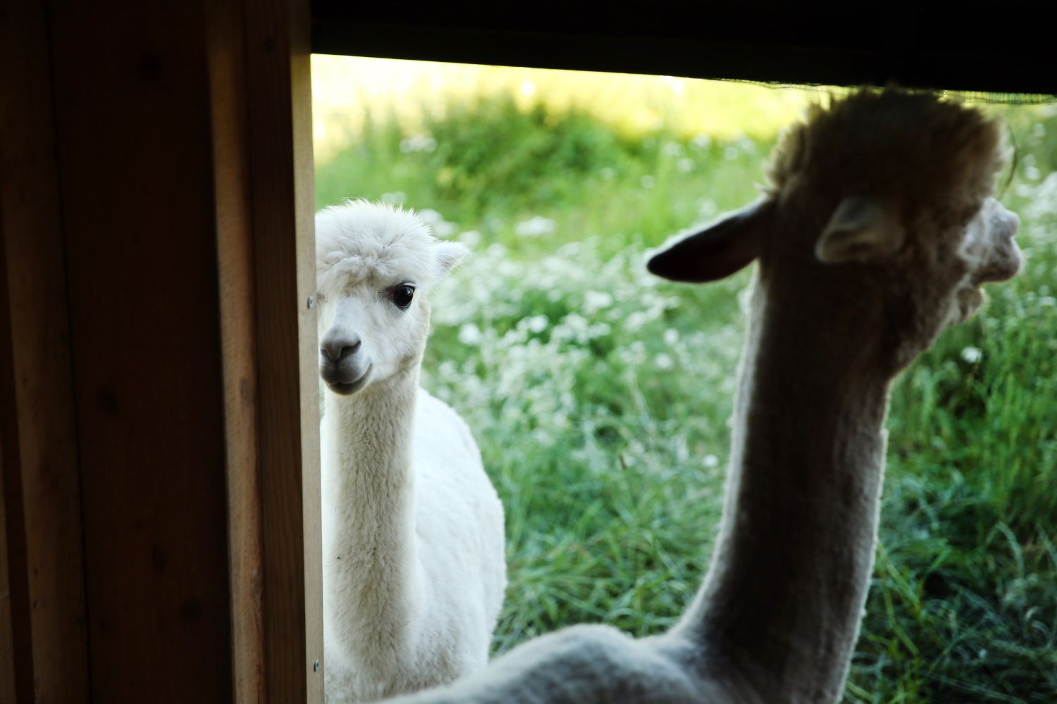 Alpacas
