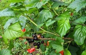 Blackcurrants on a bush with green leaves, surrounded by red flowers in the garden.