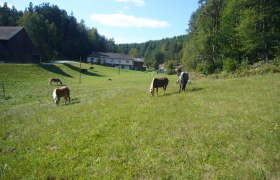Horse farm large paddock, © Pferdehof Kurzmann