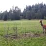 Alpacas on the pasture, &copy; Stoagrawihof, Fotograf Gisela Paulnsteiner