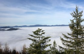 View over a blanket of fog in the mountains with fir trees in the foreground.