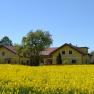 Yellow house with red roof behind a flowering rape field.