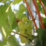 Grapes in the vineyard, &copy; Weingut B&auml;uerl