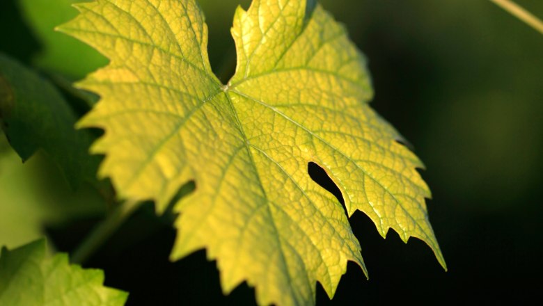Close-up of a yellow-green vine leaf in the sunlight.