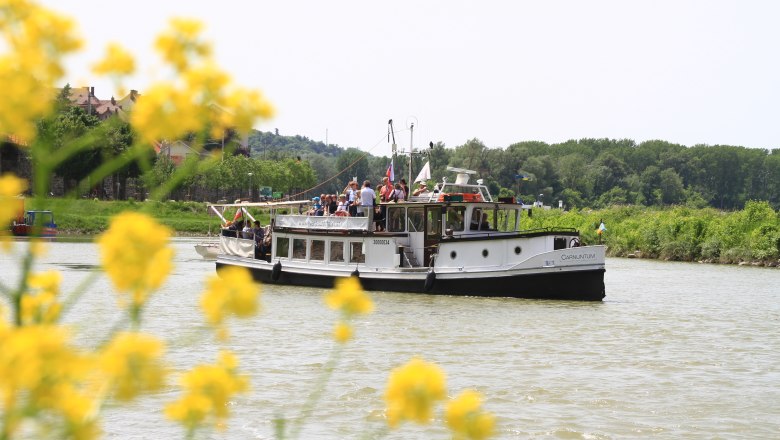An excursion boat on a river, surrounded by a green landscape and yellow flowers in the foreground.