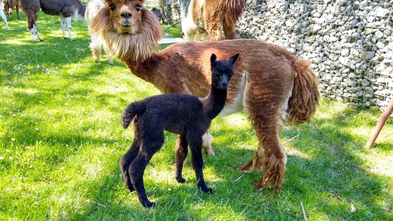 Lamawanderland, &copy; Familie Rappersberger