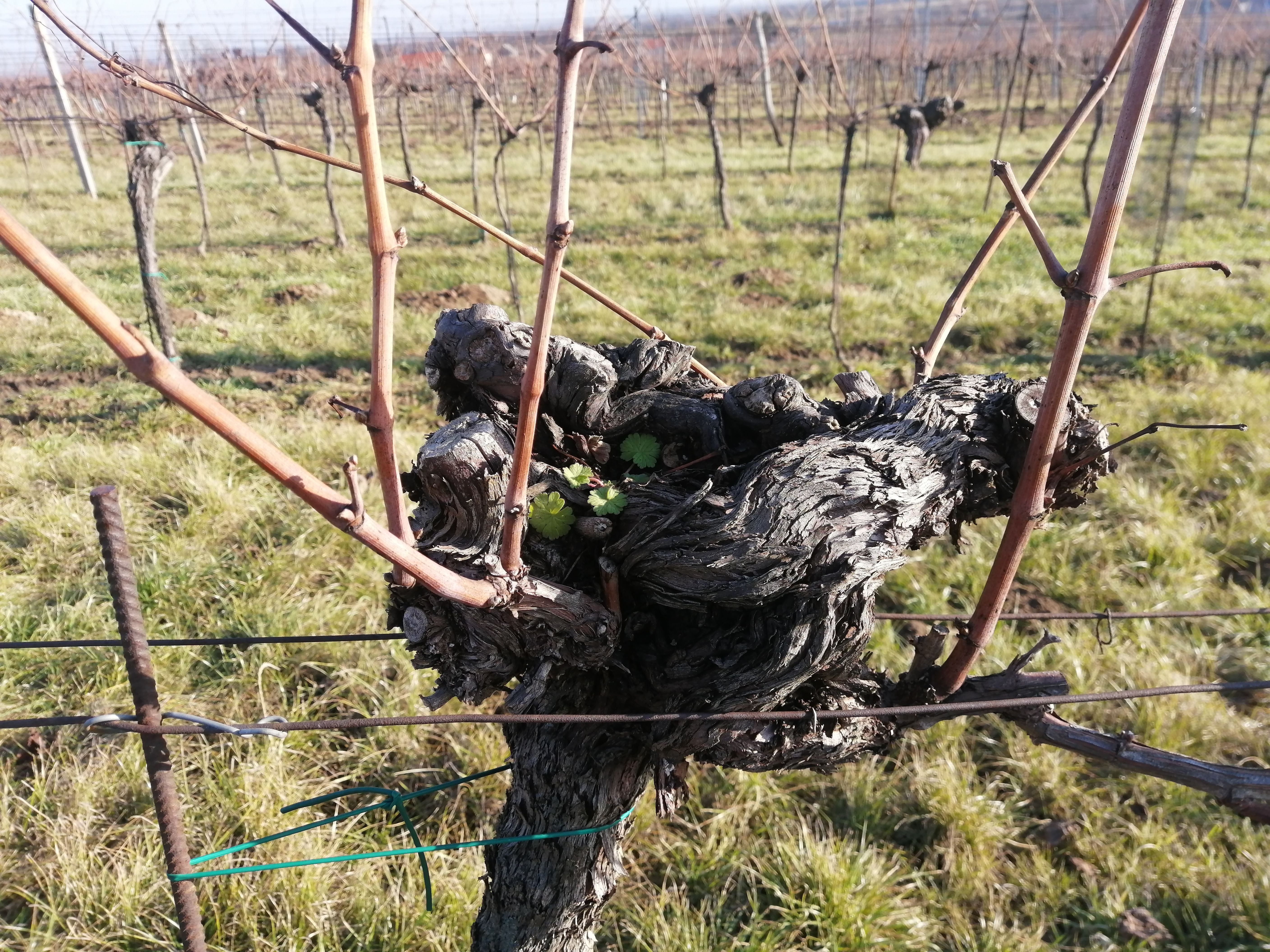 Close-up of a vine with bare vines in a vineyard.