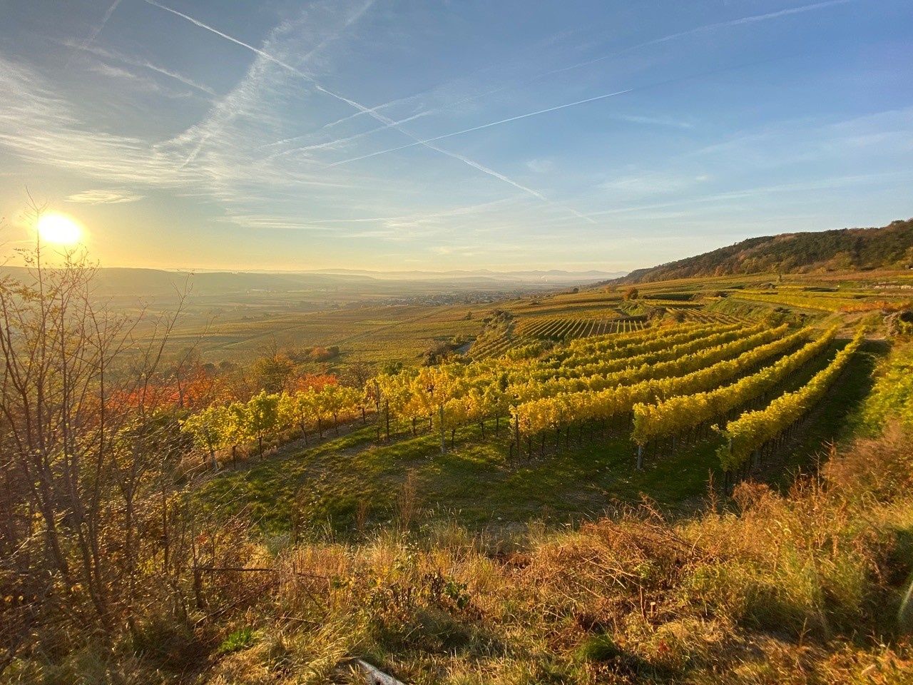 Autumn atmosphere in the Traisental wine country