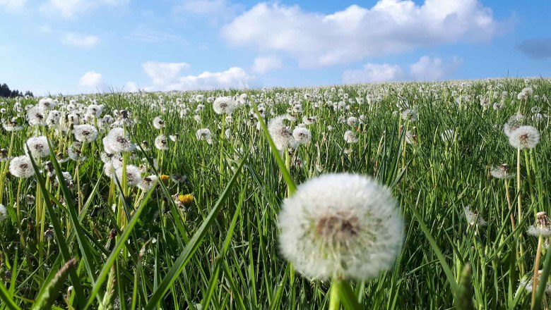 Dandelion meadow, &copy; Ferienhaus Angel, Fotograf Heidi Angel