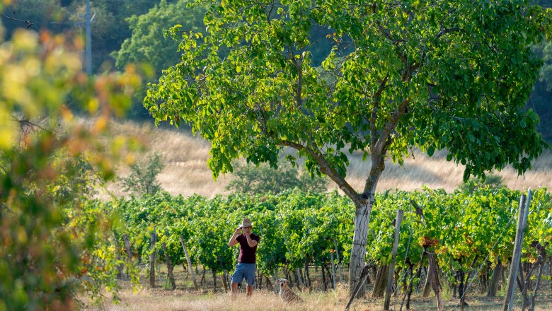 A man in a hat takes a photo in a vineyard next to a tree, while a dog sits beside him.