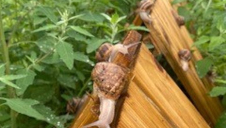 In the snail enclosure, © Weinviertler Weinbergschnecke