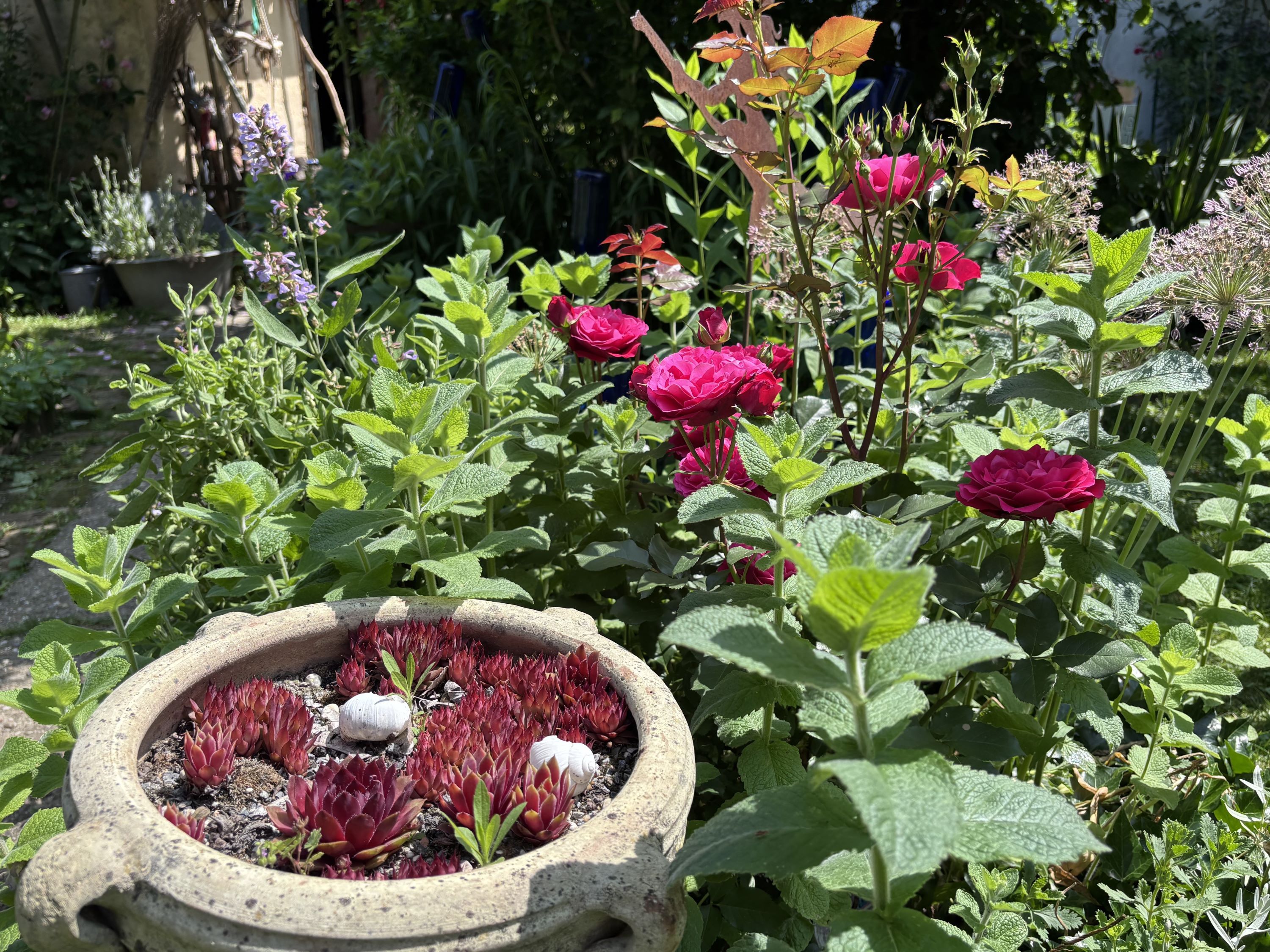A garden with red roses, green plants and a pot of succulents.