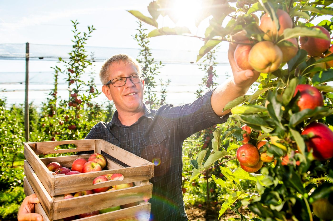 A man picks apples in an orchard in the sunshine.