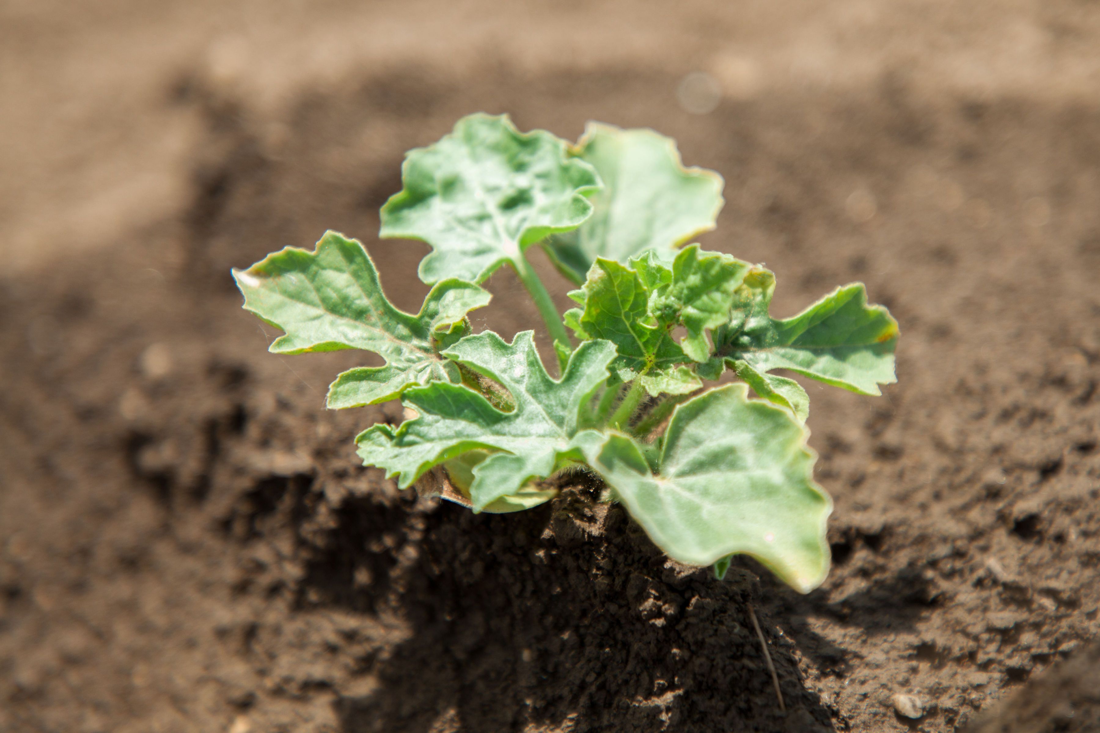 Plant, Brucker Melons, Lukas Windholz