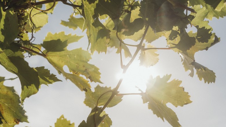 Vine leaves in the sunlight with a blue sky in the background.