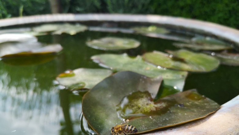 Close-up of a pond with water lily leaves and a wasp at the edge.