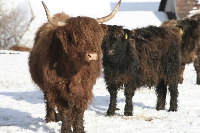 Highland cattle in winter
