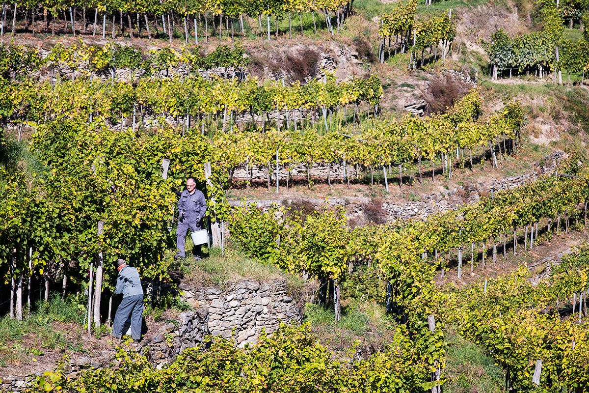 Winemakers at work 