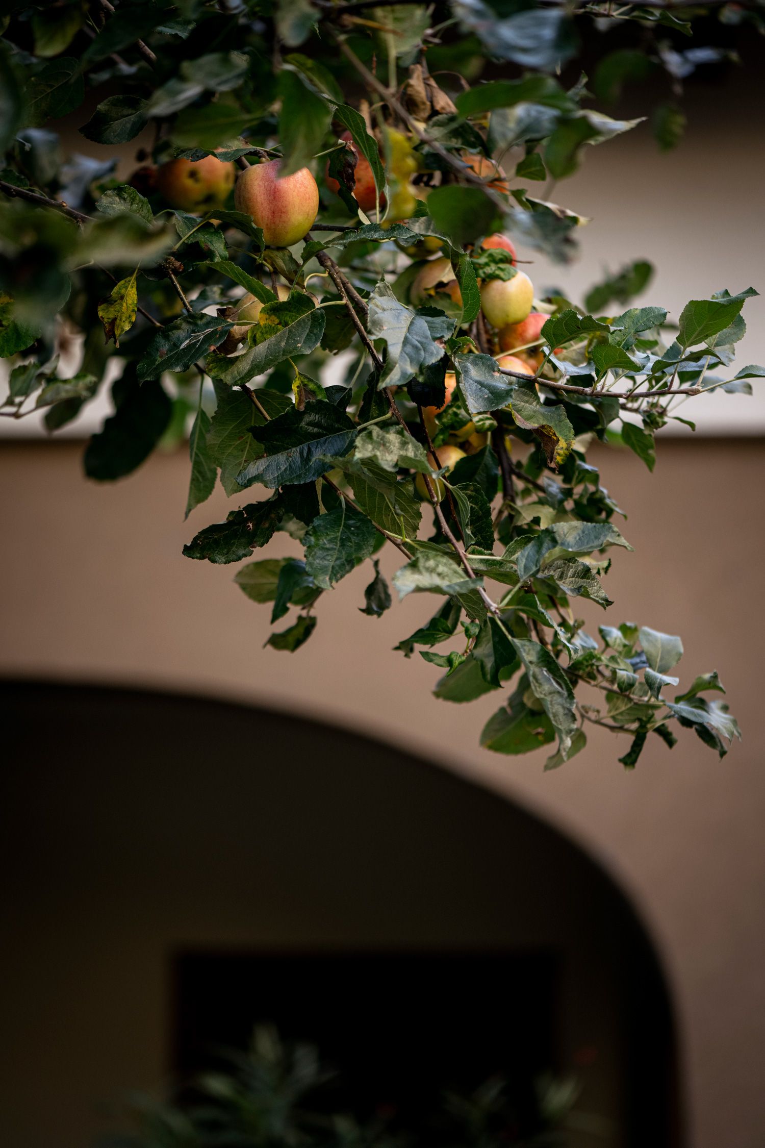 An apple tree with ripe apples in front of a building with arcades.