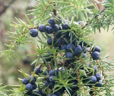 Juniper berries