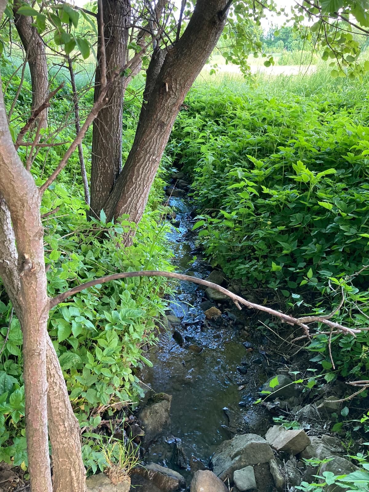 A small stream flows through lush green foliage and trees.