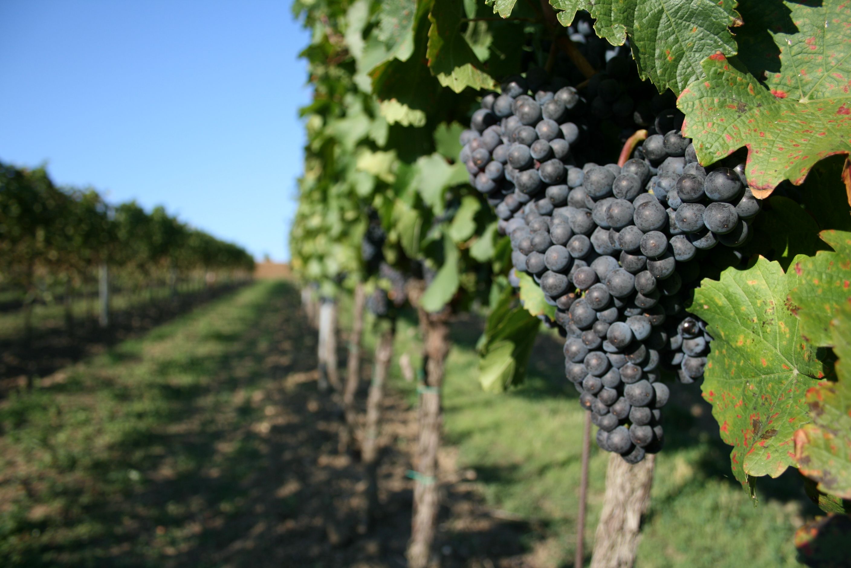 Close-up of ripe grapes on a vine in a vineyard.