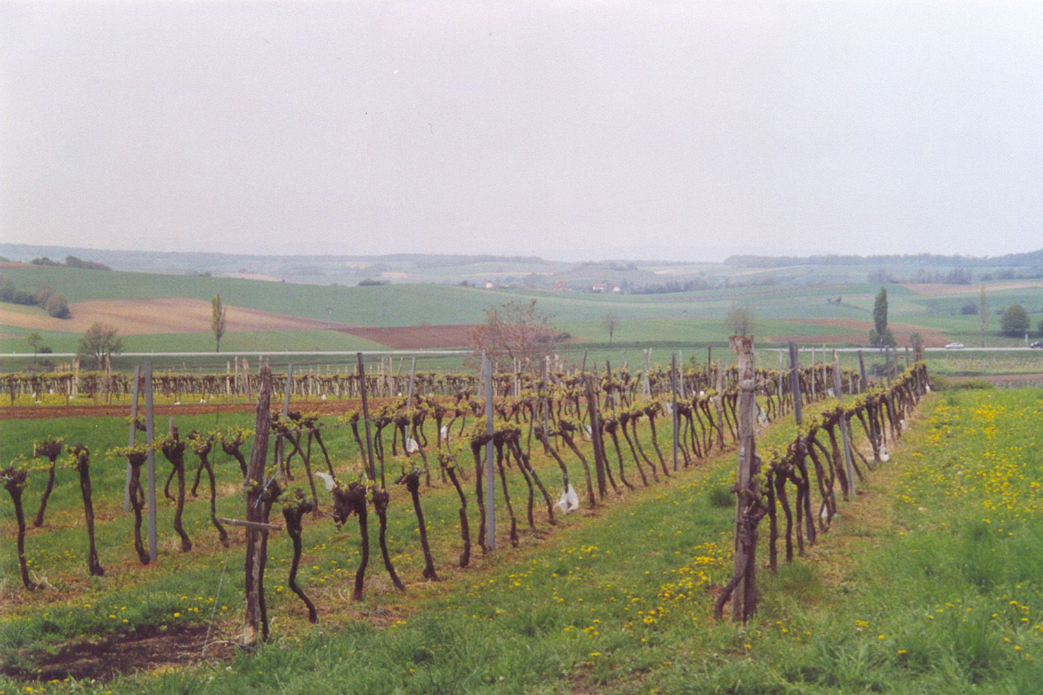 Vines in a rural landscape with rolling hills in the background.