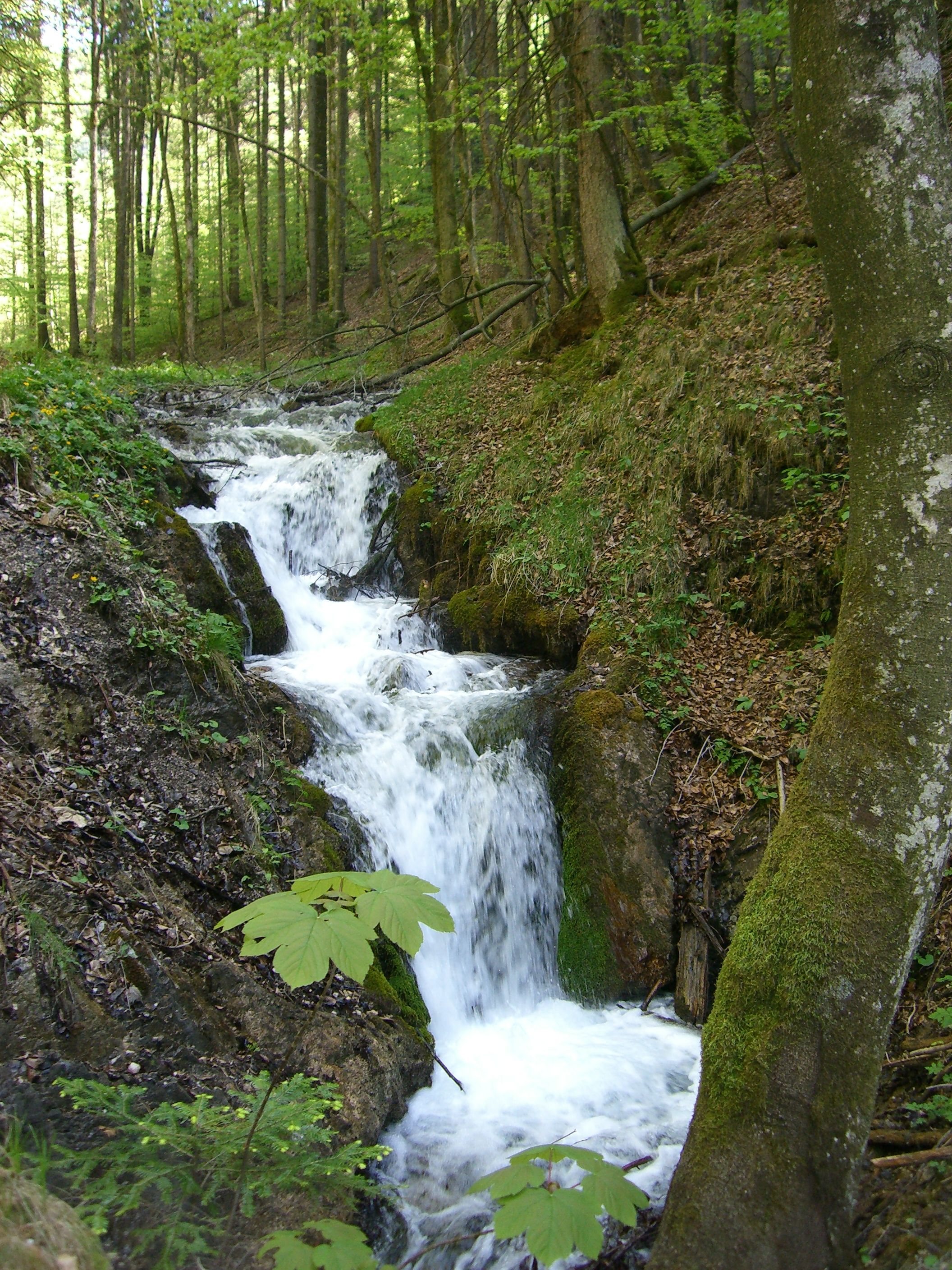 A small waterfall in the forest, surrounded by trees and moss.