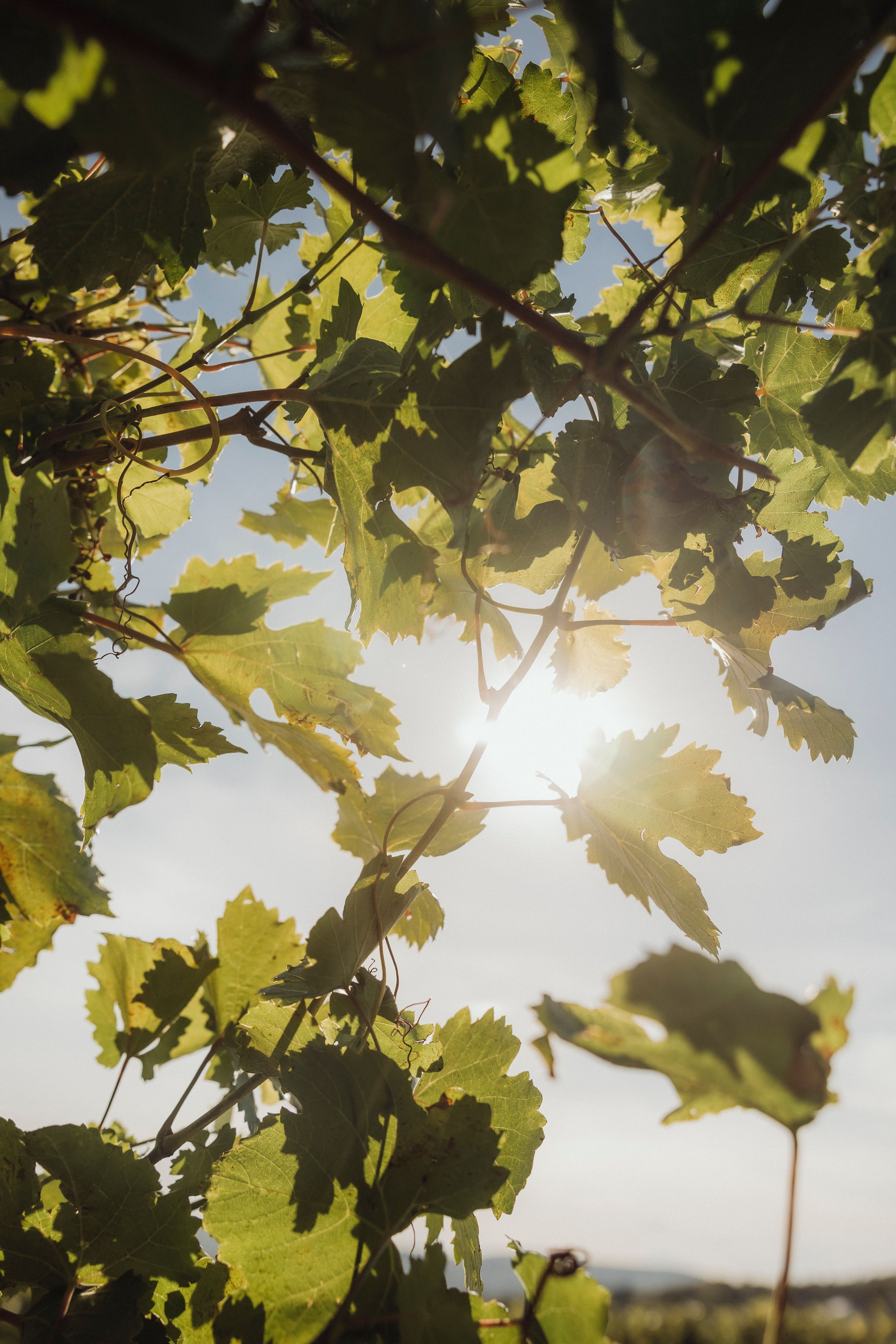 Sunlight shines through green vine leaves.
