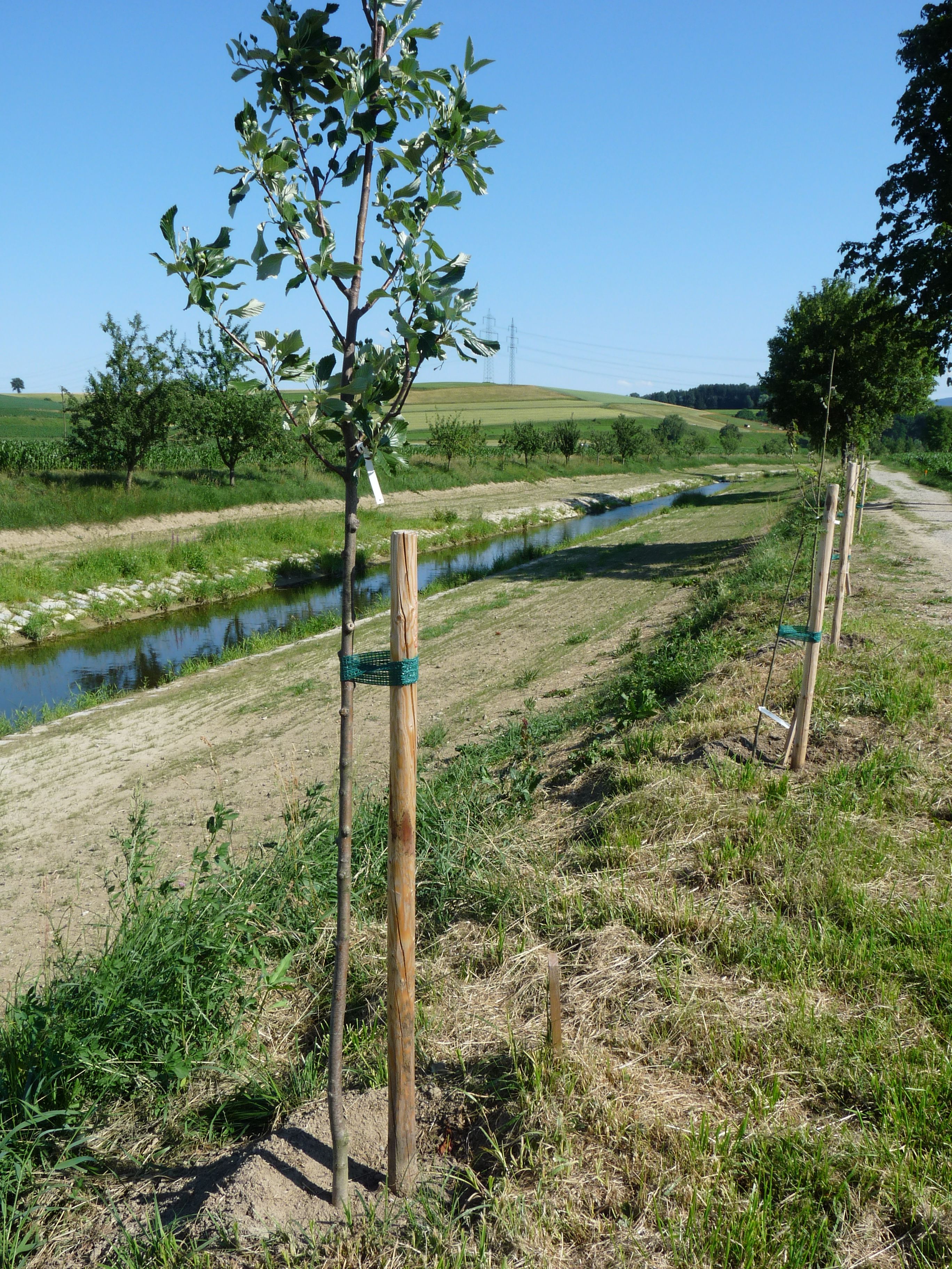 Young trees along a river on a nature trail.