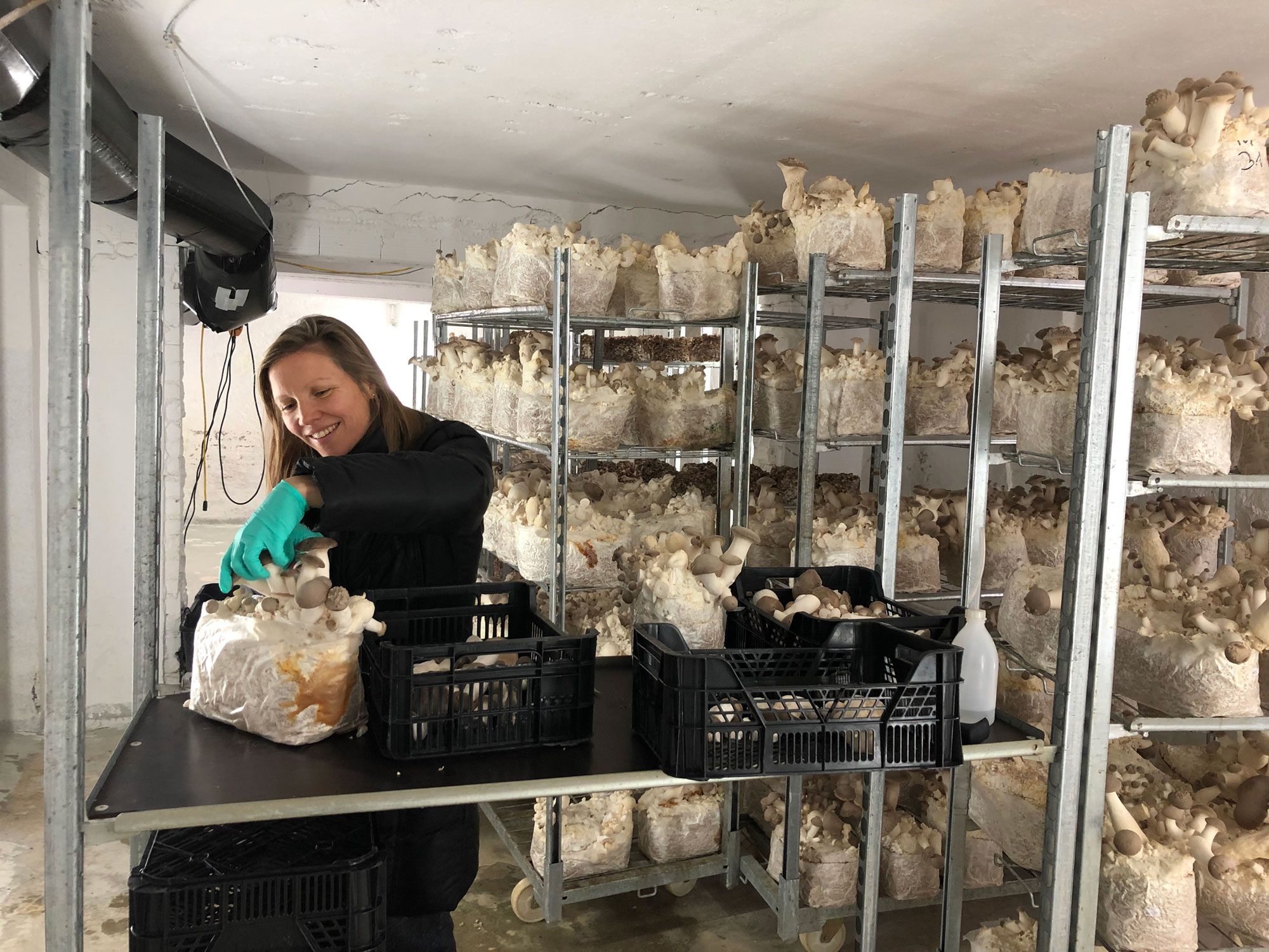 Reiser Edible Mushroom Farm, Rohrau, 