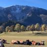 Cows in a meadow in front of a snow-covered mountain.
