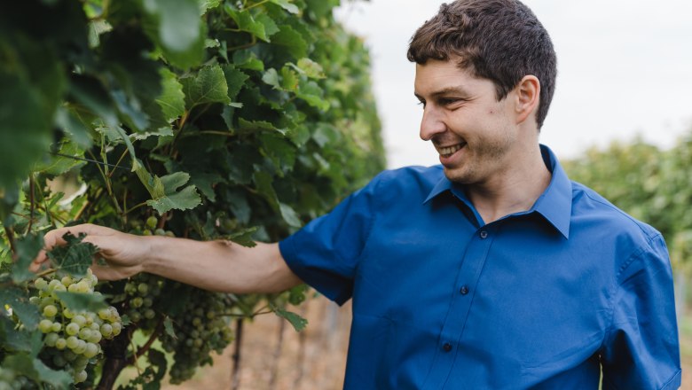 Person in blue shirt checking grapes in the vineyard.