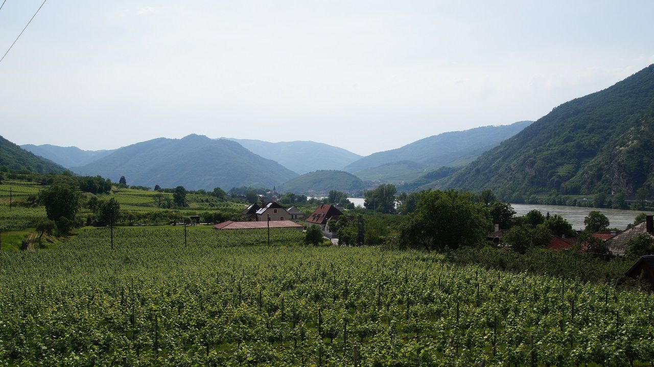 Vineyards with river and mountains in the background.