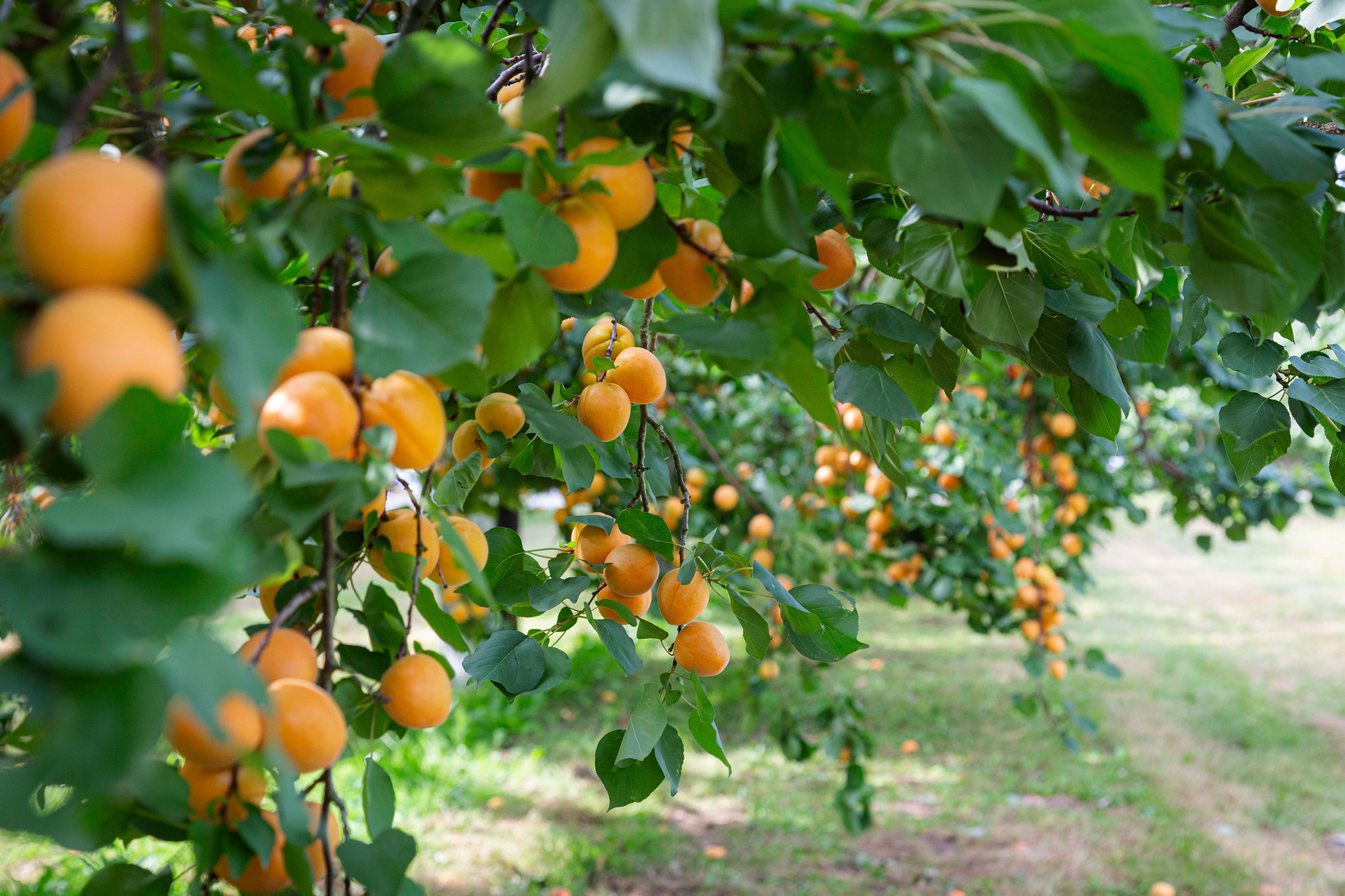 Magnificent apricot trees with ripe fruit inLilli's apricot garden