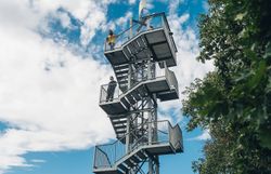Close-up of red berries on a bare branch with snow in the background.