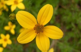 Close-up of a yellow flower with five petals against a blurred background.