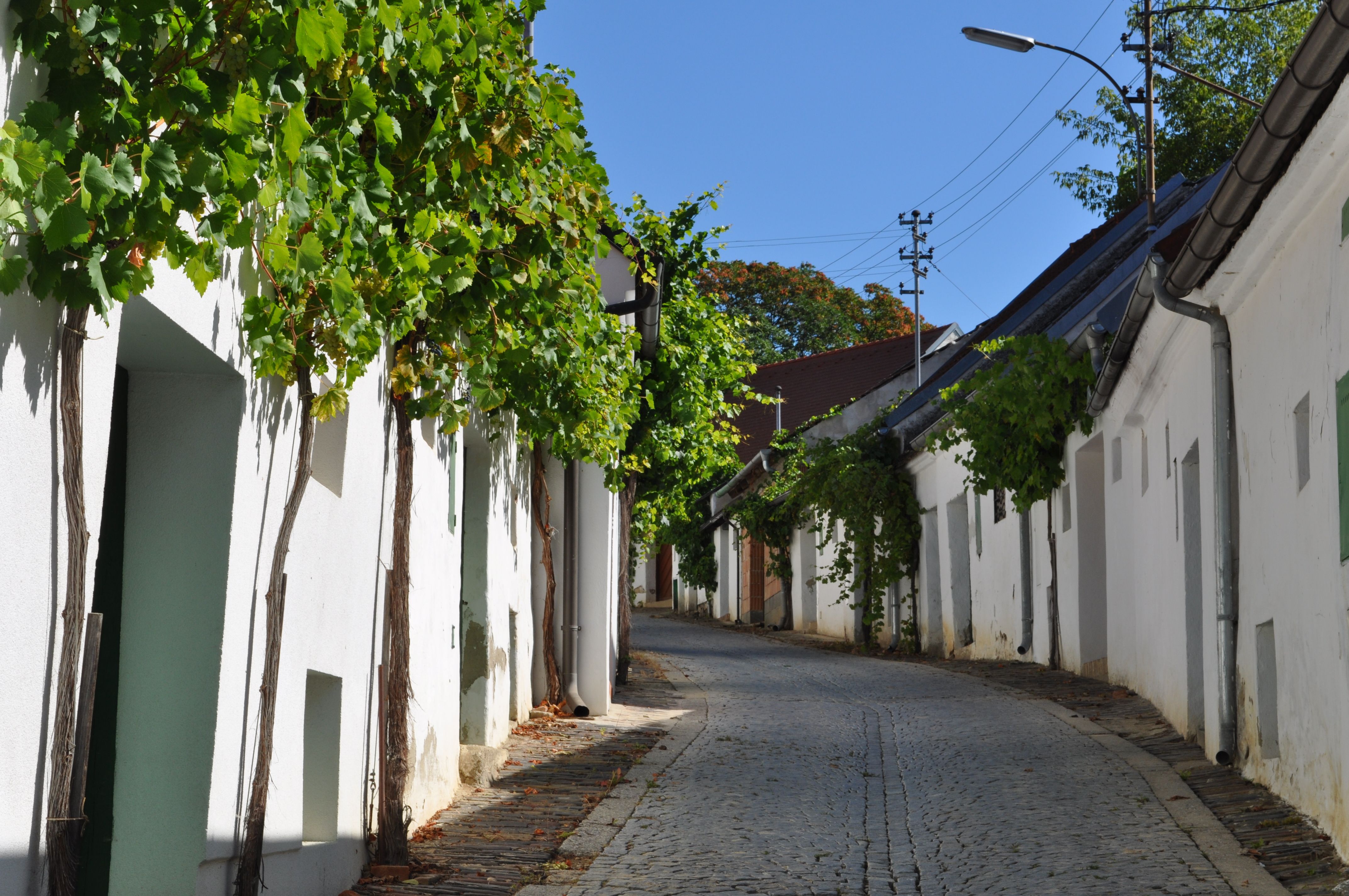 A cobbled alley with white houses and vines on the facades under a blue sky.